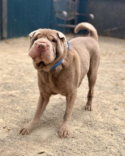 Meatloaf, Adoptable, Adult Male Mixed Breed.