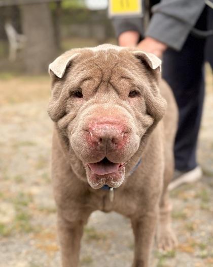 Enlarge Meatloaf, a Adoptable Mixed Breed in Fairfax, VA image 2/2