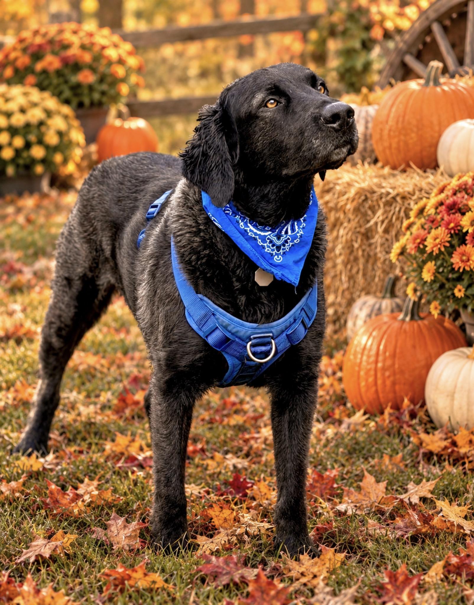 Louie, Adoptable, Adult Male Black Labrador Retriever & Golden Retriever.