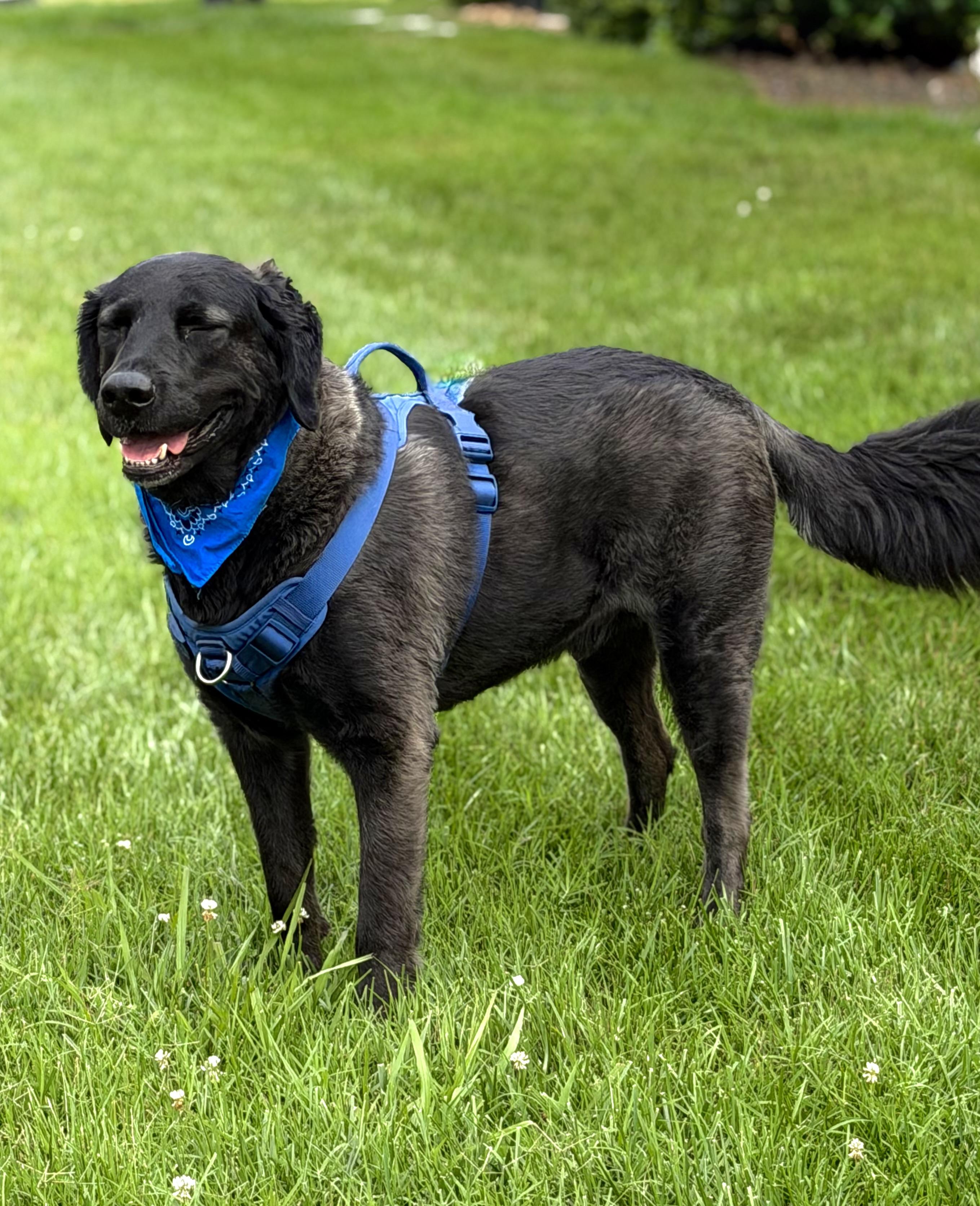 Louie, a ADOPTABLE mixed breed in Maryville, TN image 2/6