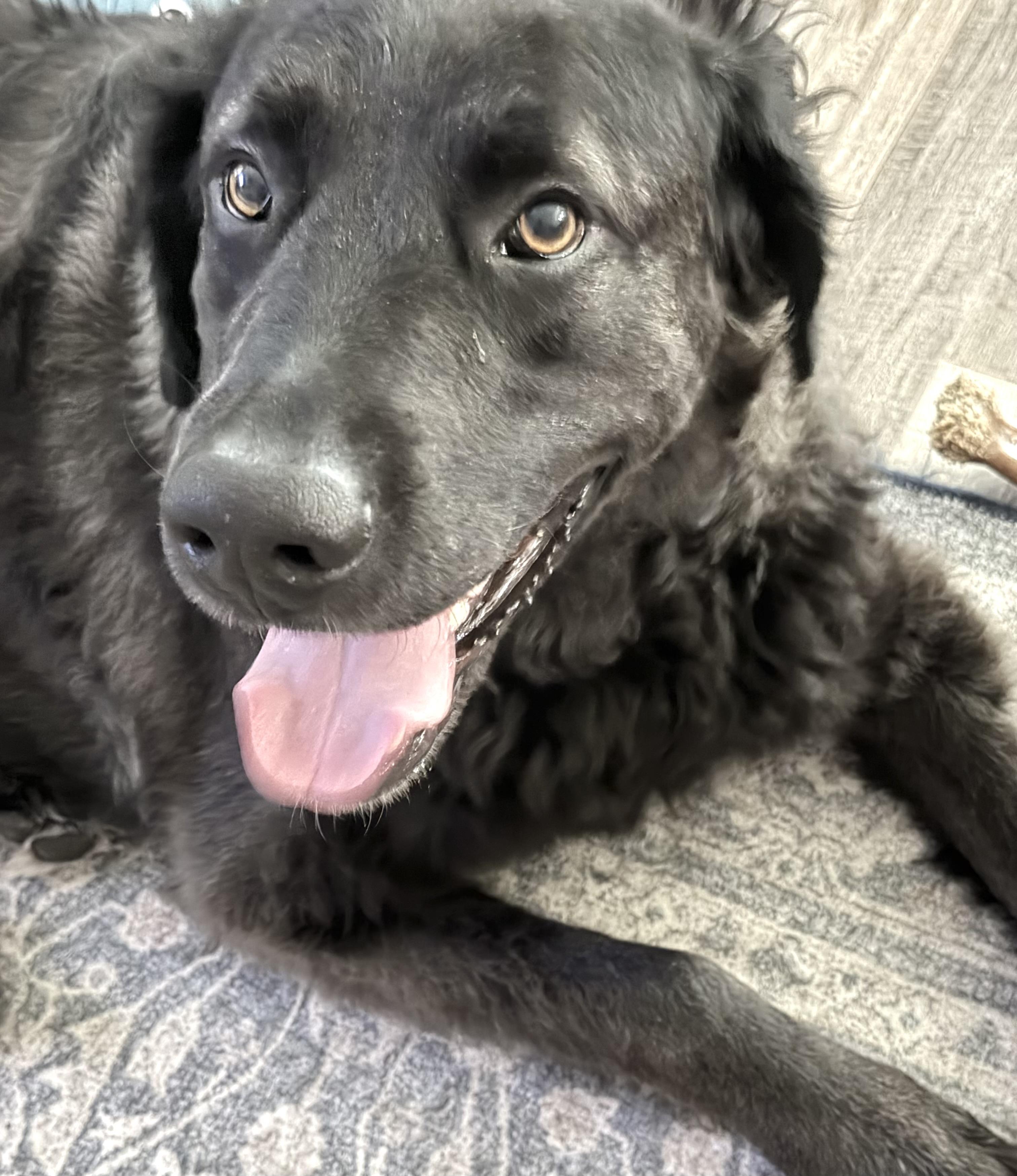 Louie, ADOPTABLE, Adult Male Black Labrador Retriever & Golden Retriever.