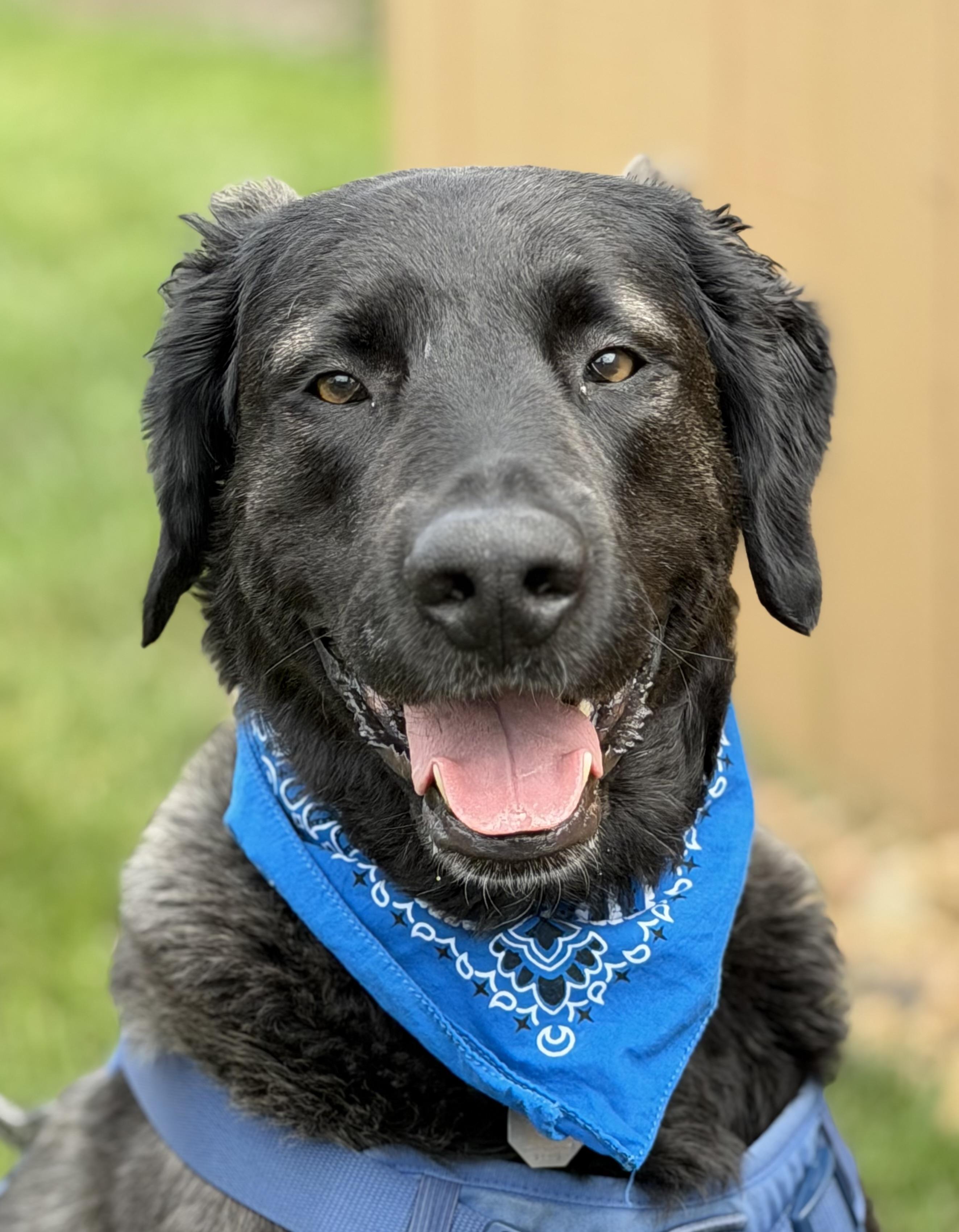 Louie, a ADOPTABLE mixed breed in Maryville, TN image 3/6