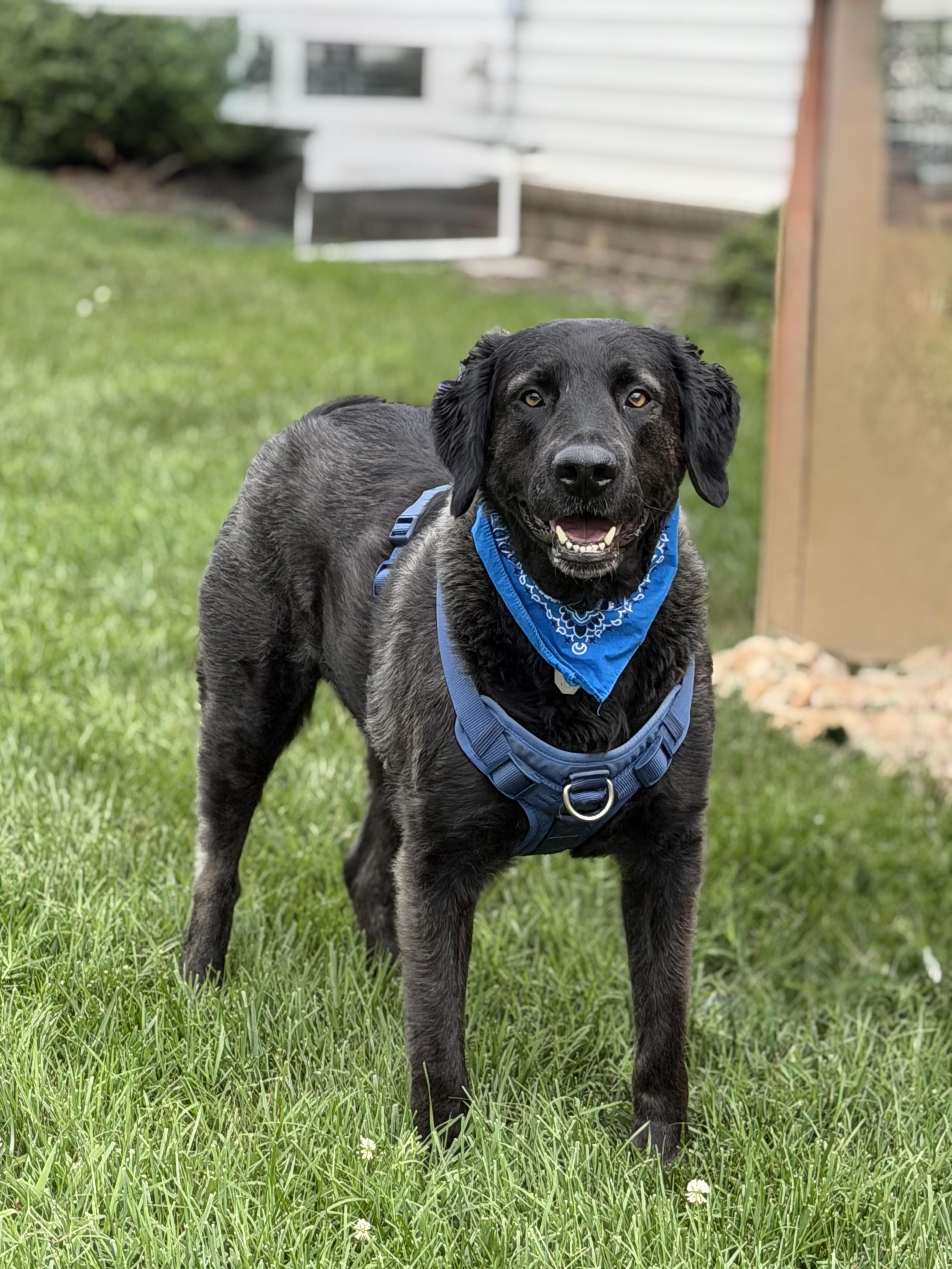 Louie, a ADOPTABLE mixed breed in Maryville, TN image 5/6