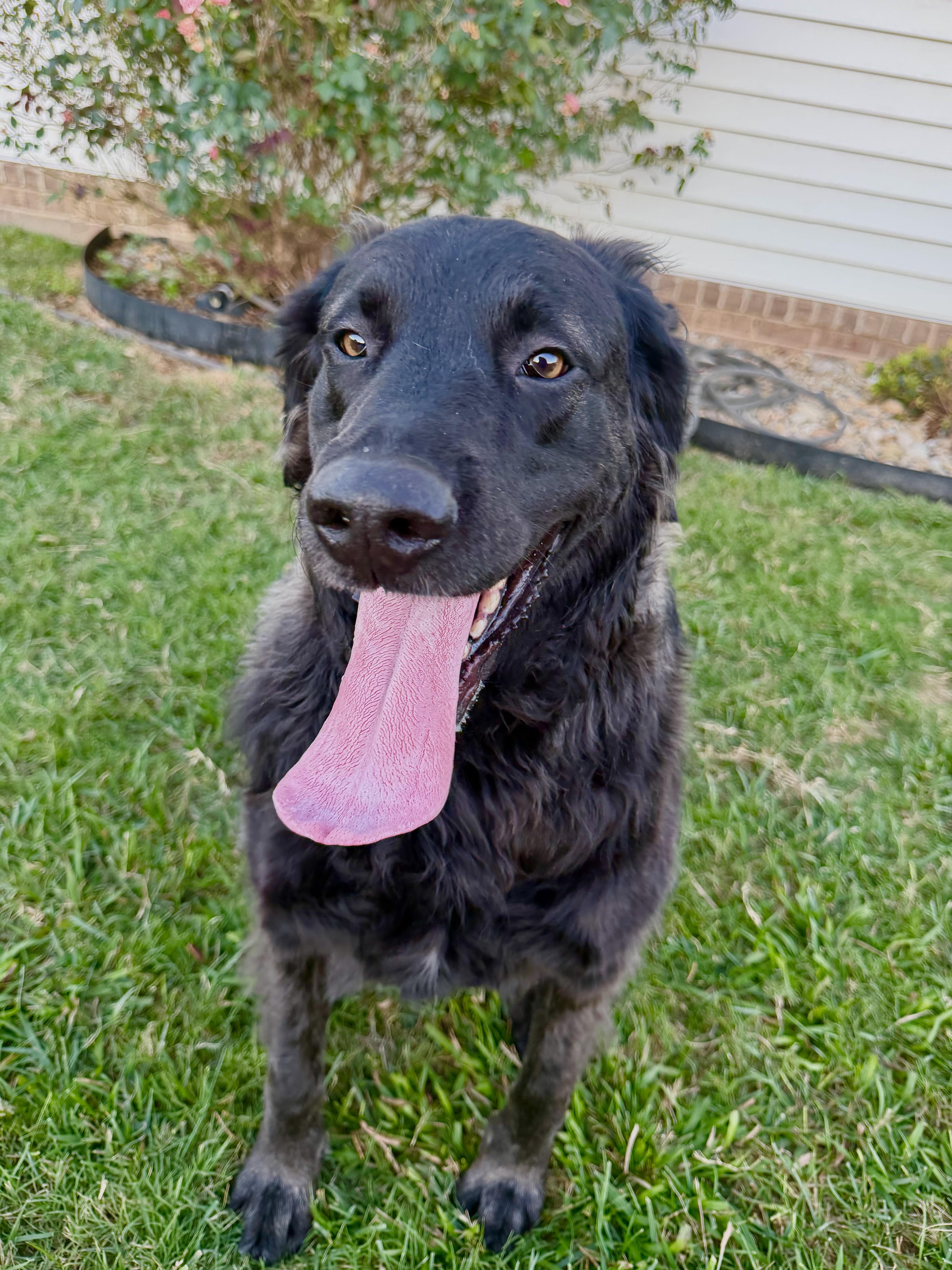 Enlarge Louie, a Adoptable mixed breed in Maryville, TN image 5/6