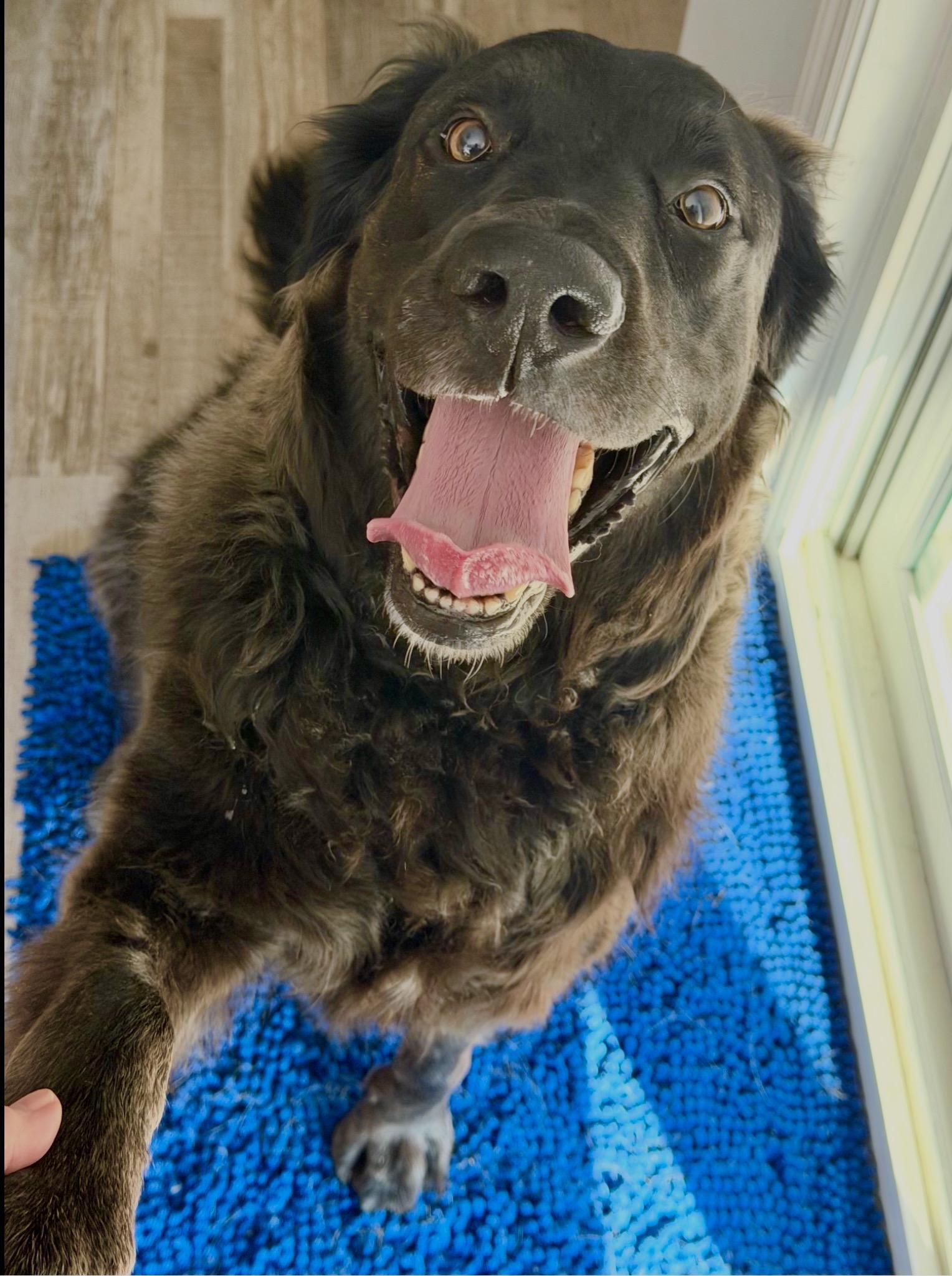 Enlarge Louie, a Adoptable mixed breed in Maryville, TN image 6/6