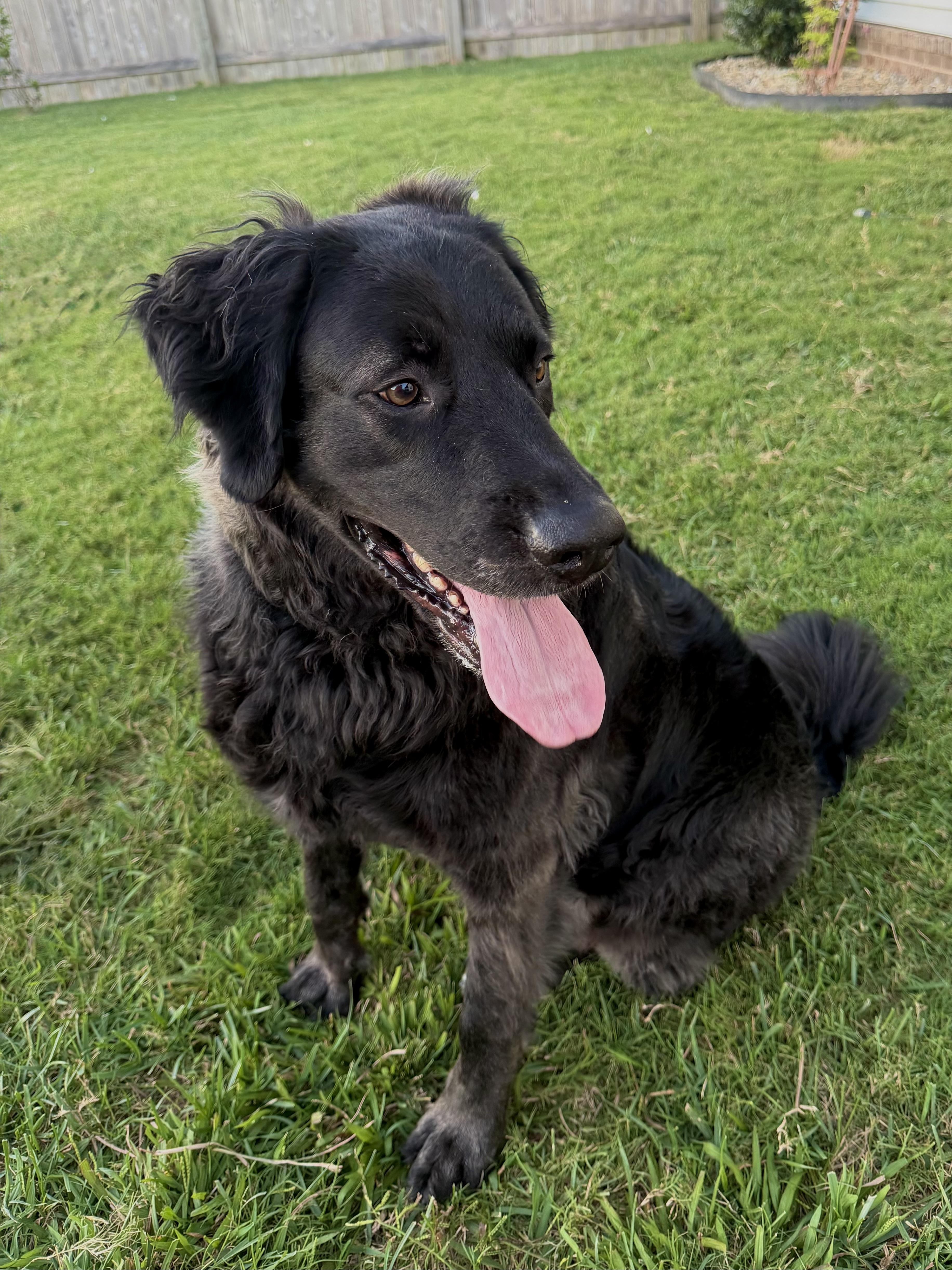 Enlarge Louie, a Adoptable mixed breed in Maryville, TN image 2/6
