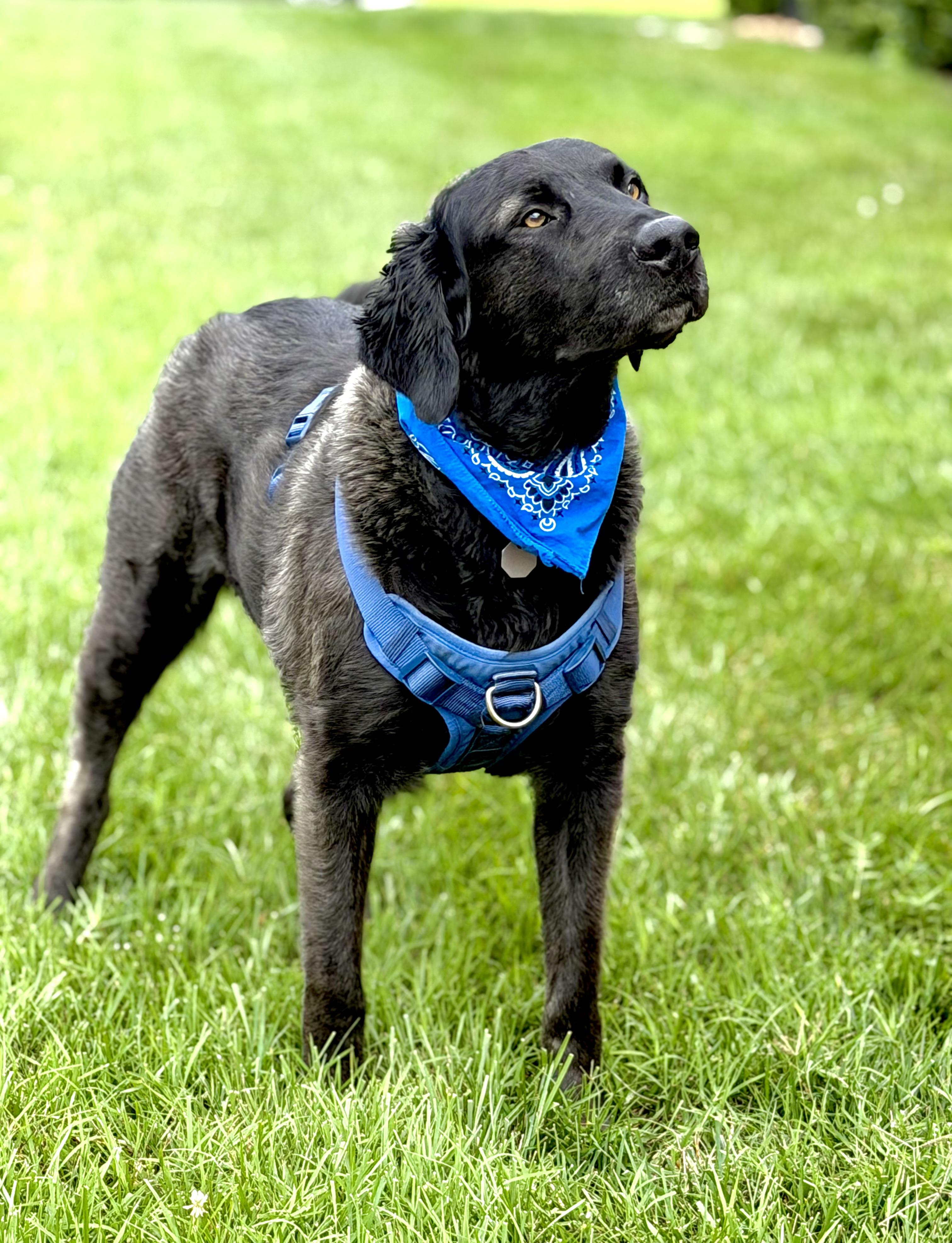 Louie, a ADOPTABLE mixed breed in Maryville, TN image 4/6