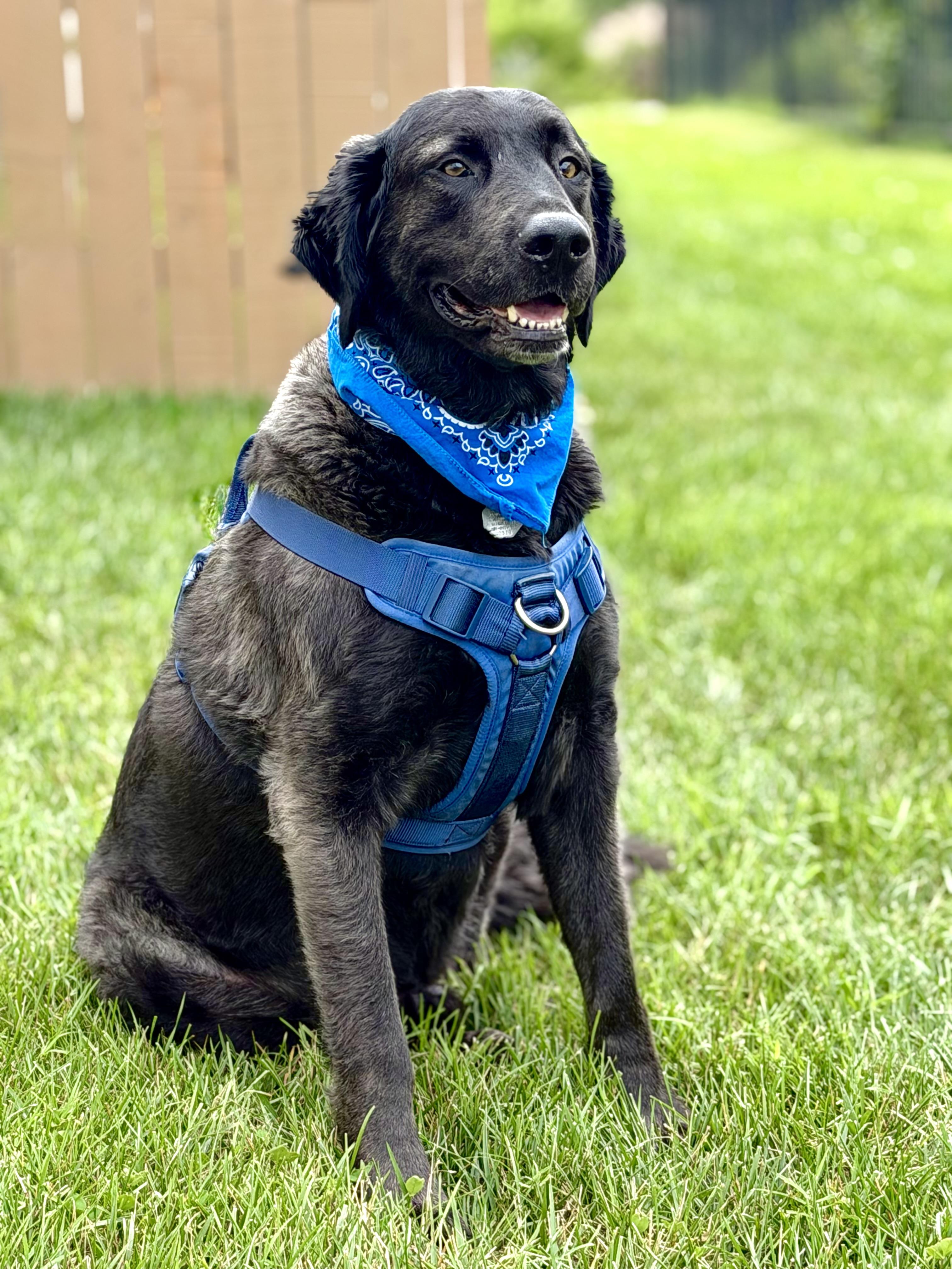 Louie, ADOPTABLE, Adult Male Black Labrador Retriever & Golden Retriever.