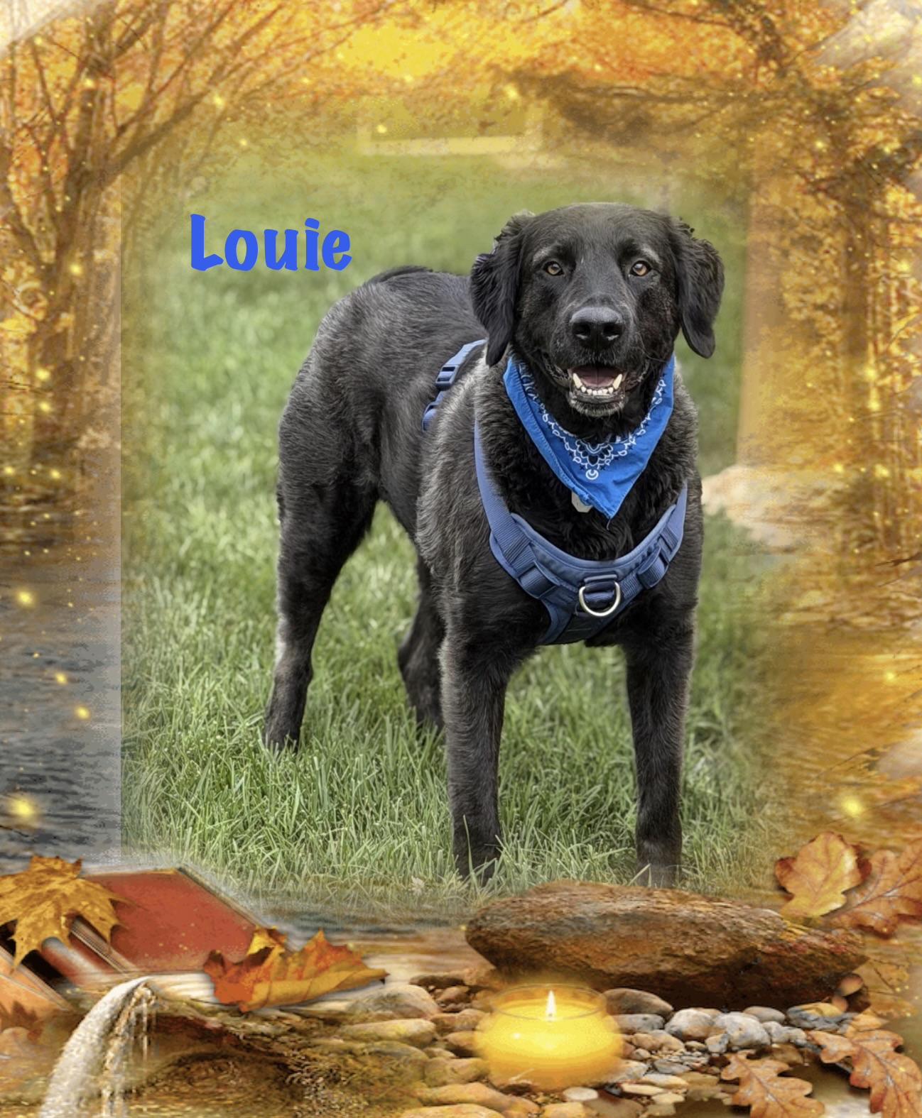 Enlarge Louie, a Adoptable mixed breed in Maryville, TN image 3/6