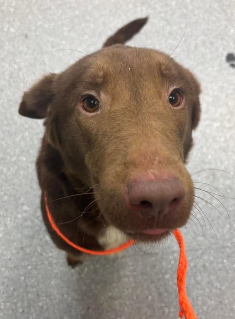 Java, Adopted, Adult Male Chocolate Labrador Retriever.