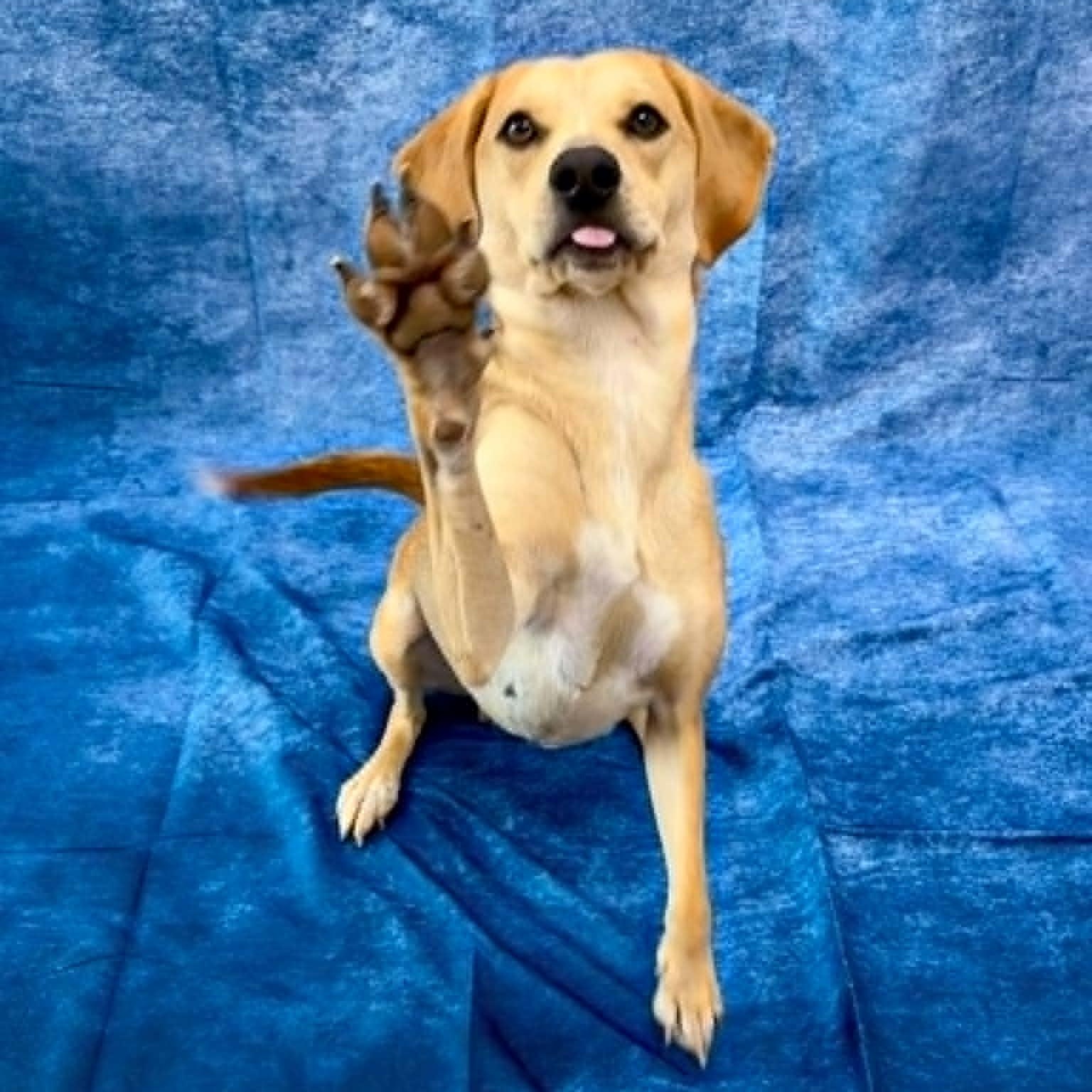 Enlarge Nikki, an adopted Beagle in Rushville, IL image 1/2
