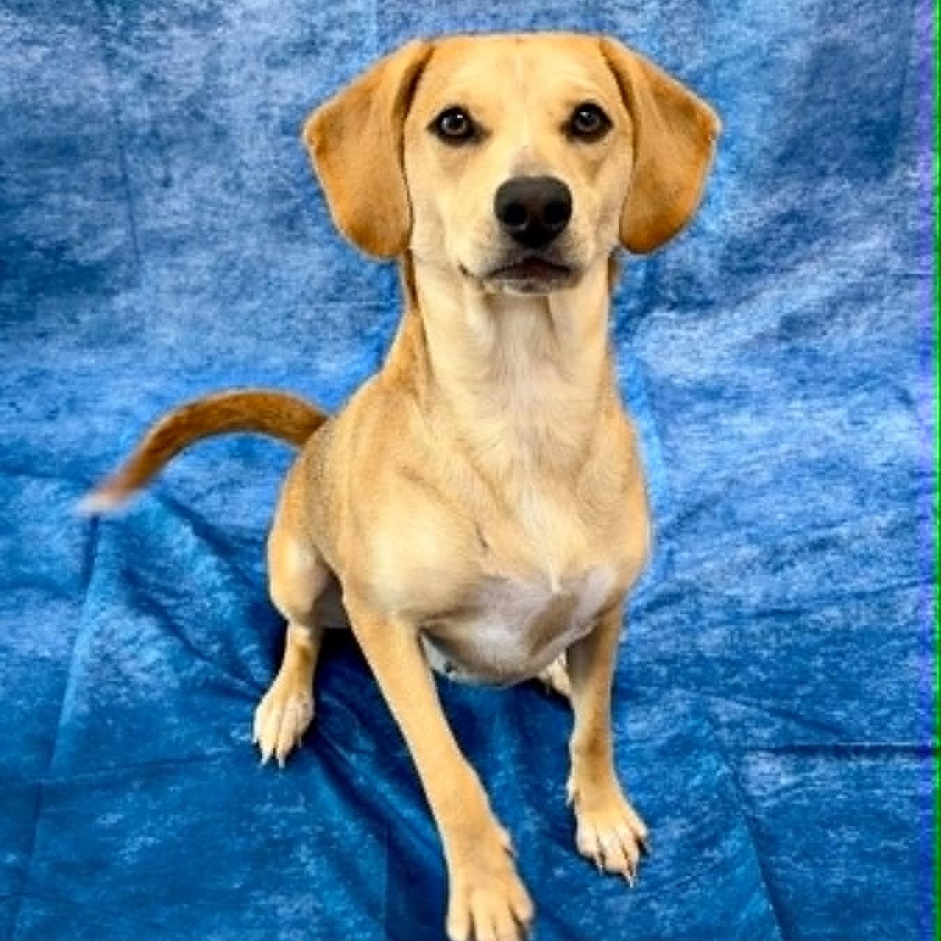 Enlarge Nikki, an adopted Beagle in Rushville, IL image 2/2