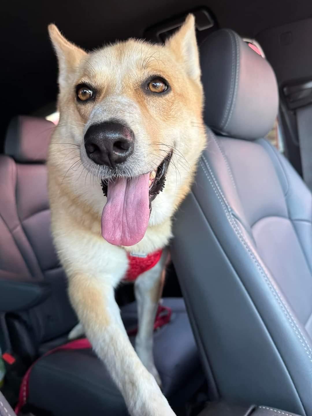 Stella, Adoptable, Young Female Mixed Breed.