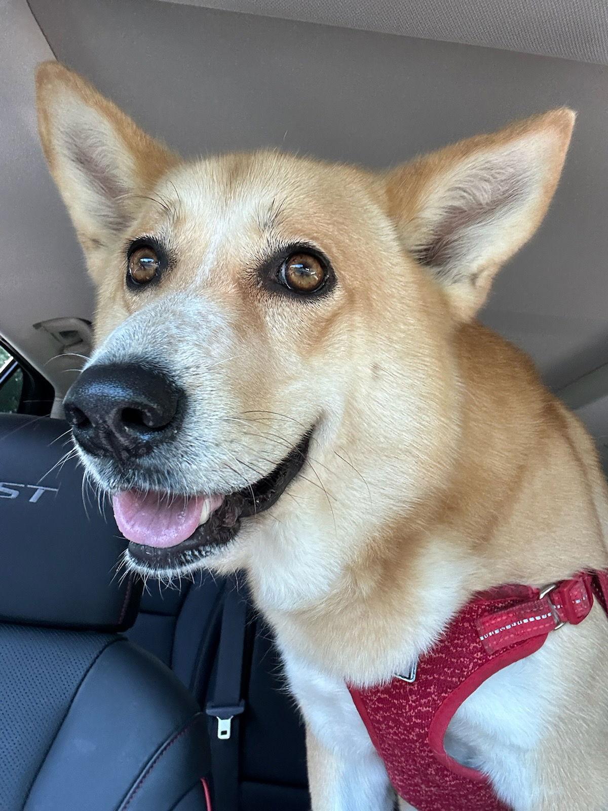 Enlarge Stella, a Adoptable Mixed Breed in Morganville, NJ image 3/3