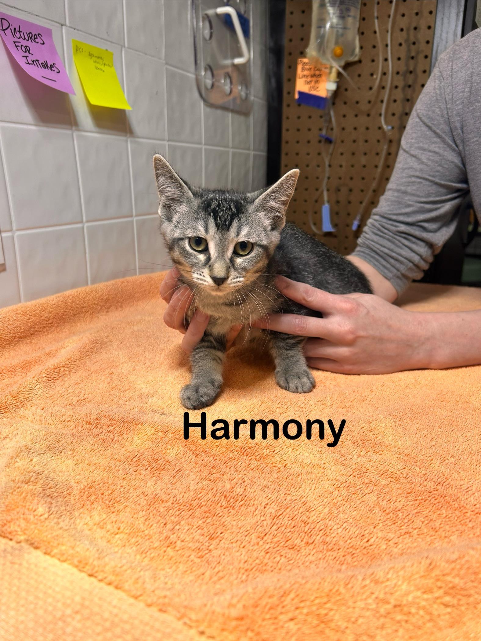 Harmony photo 3