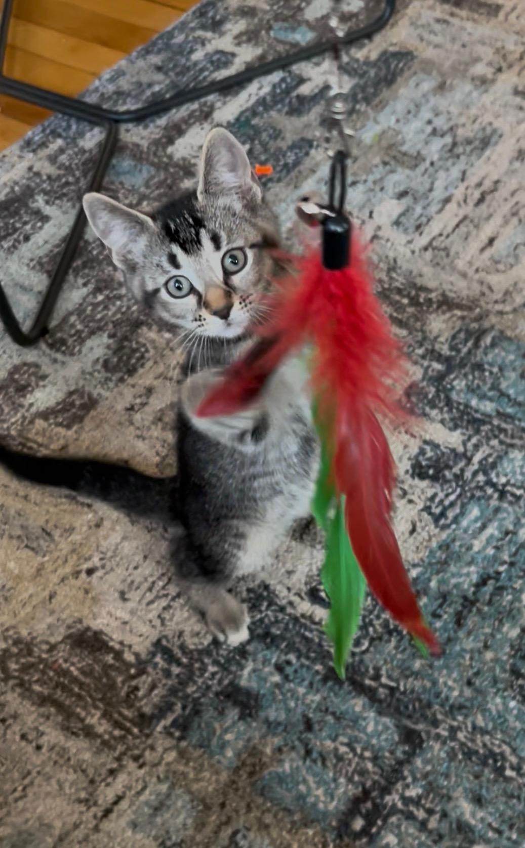 Harmony, Baby Female Domestic Short Hair