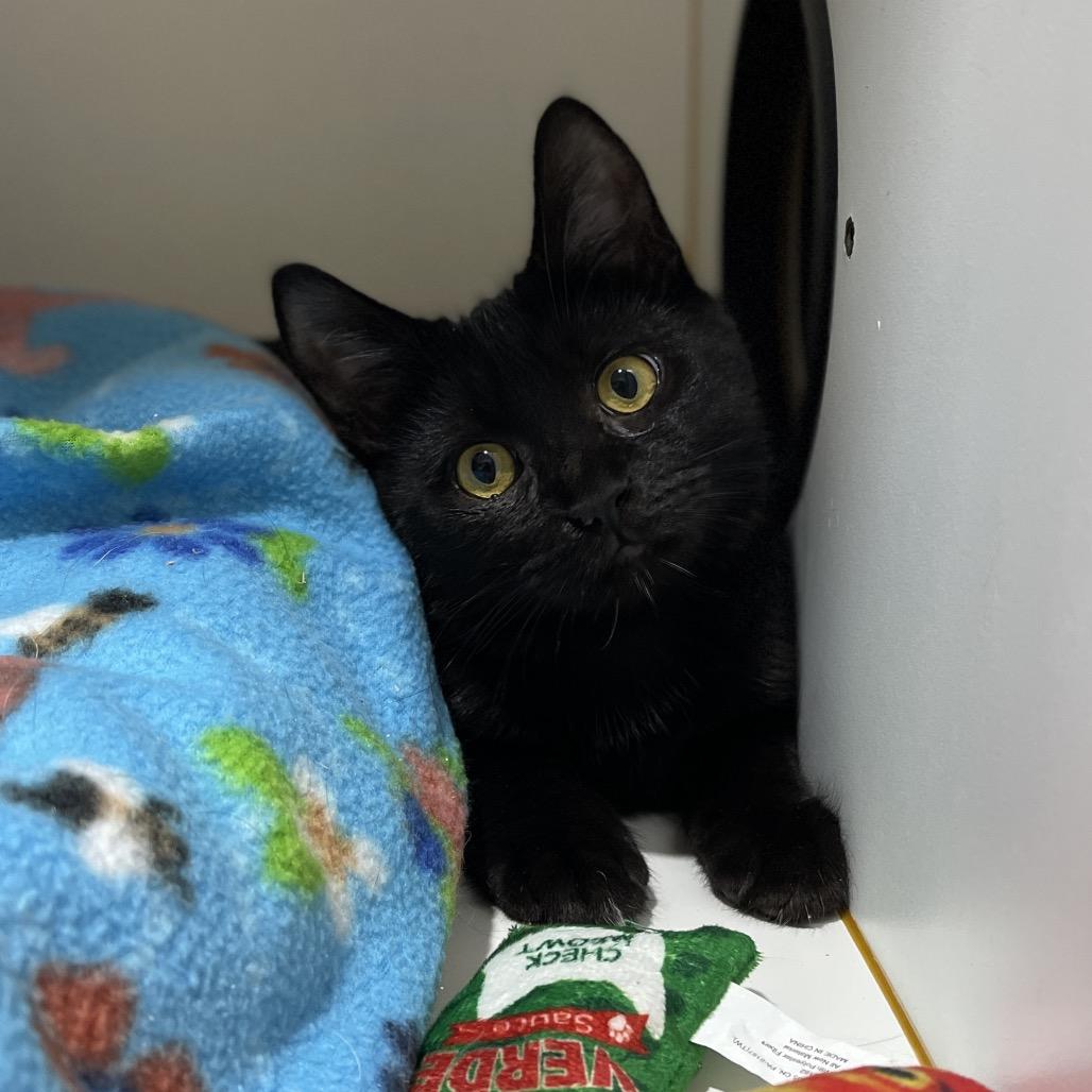 Doc, Adoptable, Kitten Male Domestic Short Hair.