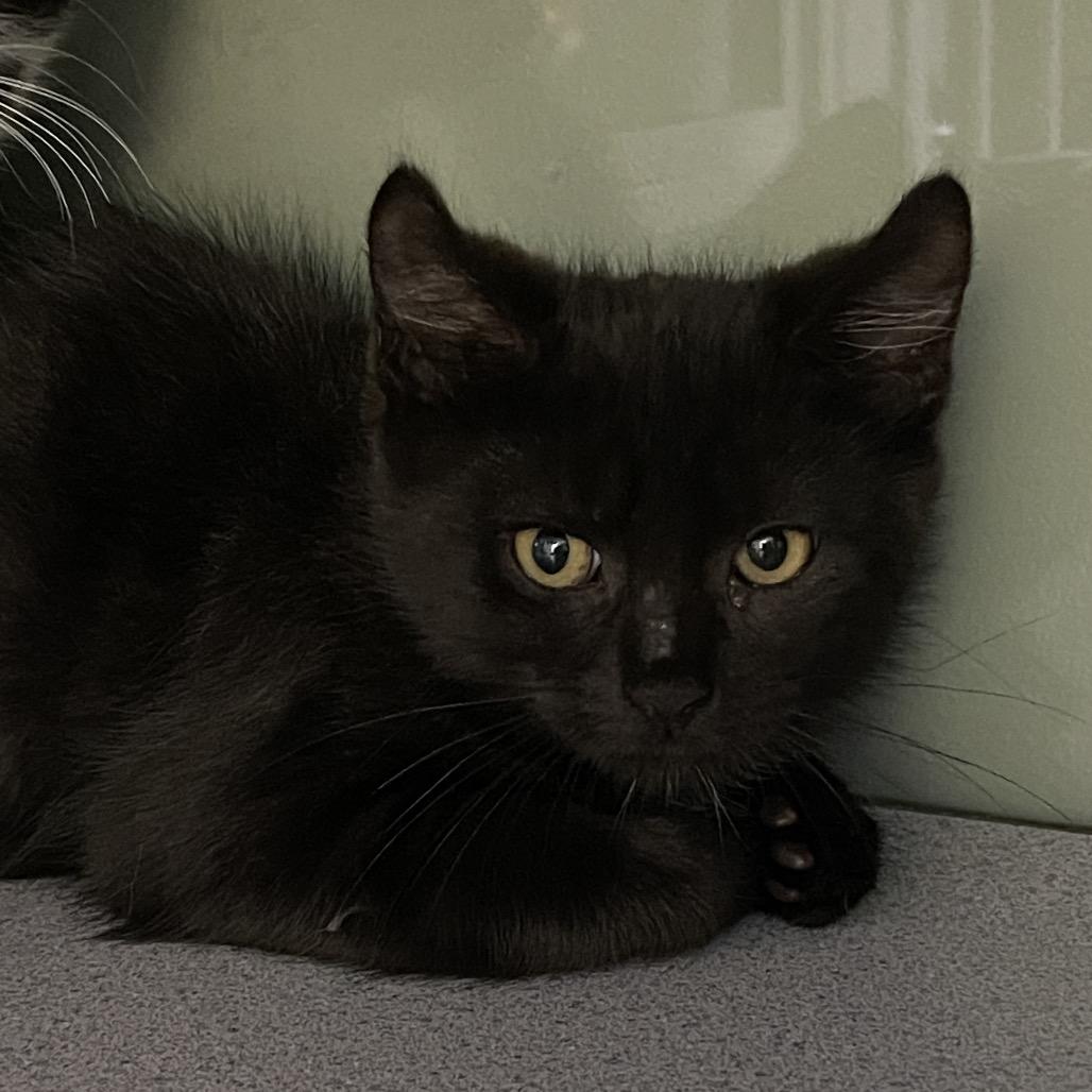 Enlarge Doc, a Adoptable Domestic Short Hair in Walden, NY image 1/1