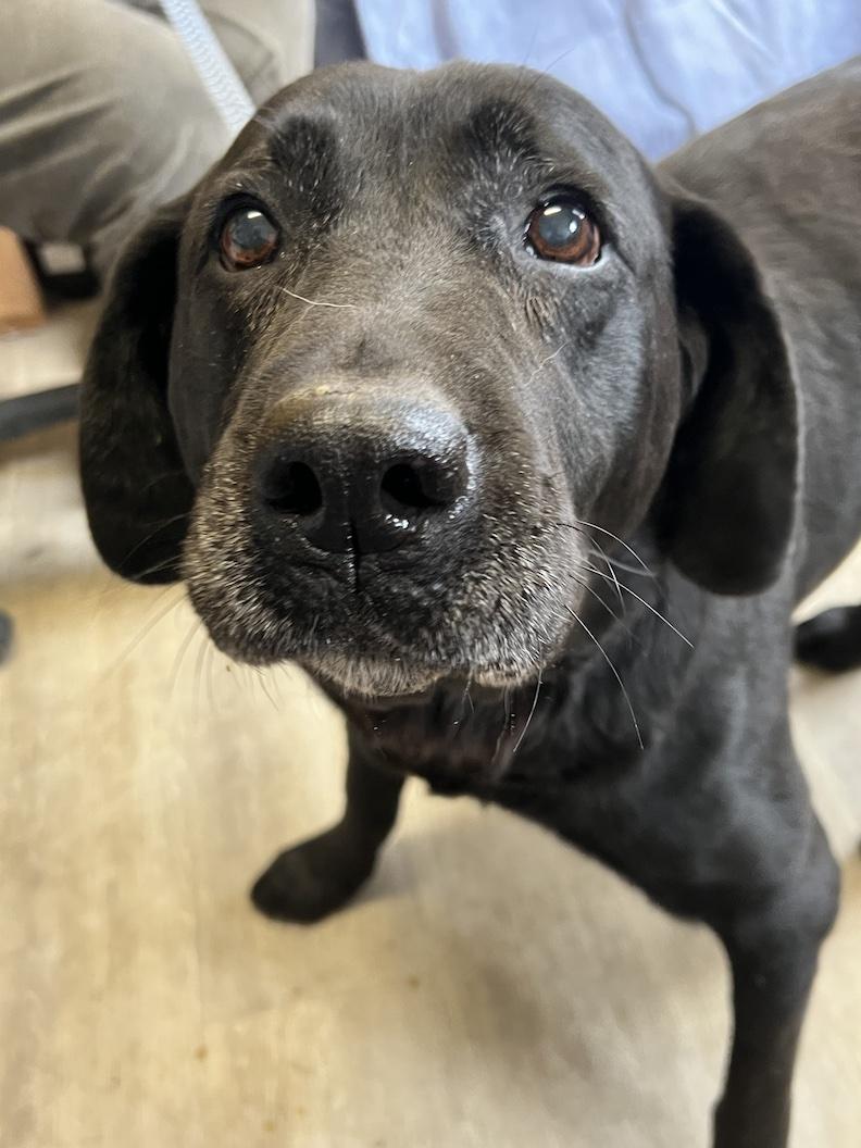 Enlarge Zoey Rose-Not Accepting Applications Yet!!!, a Adoptable Black Labrador Retriever in Medina, OH image 2/4