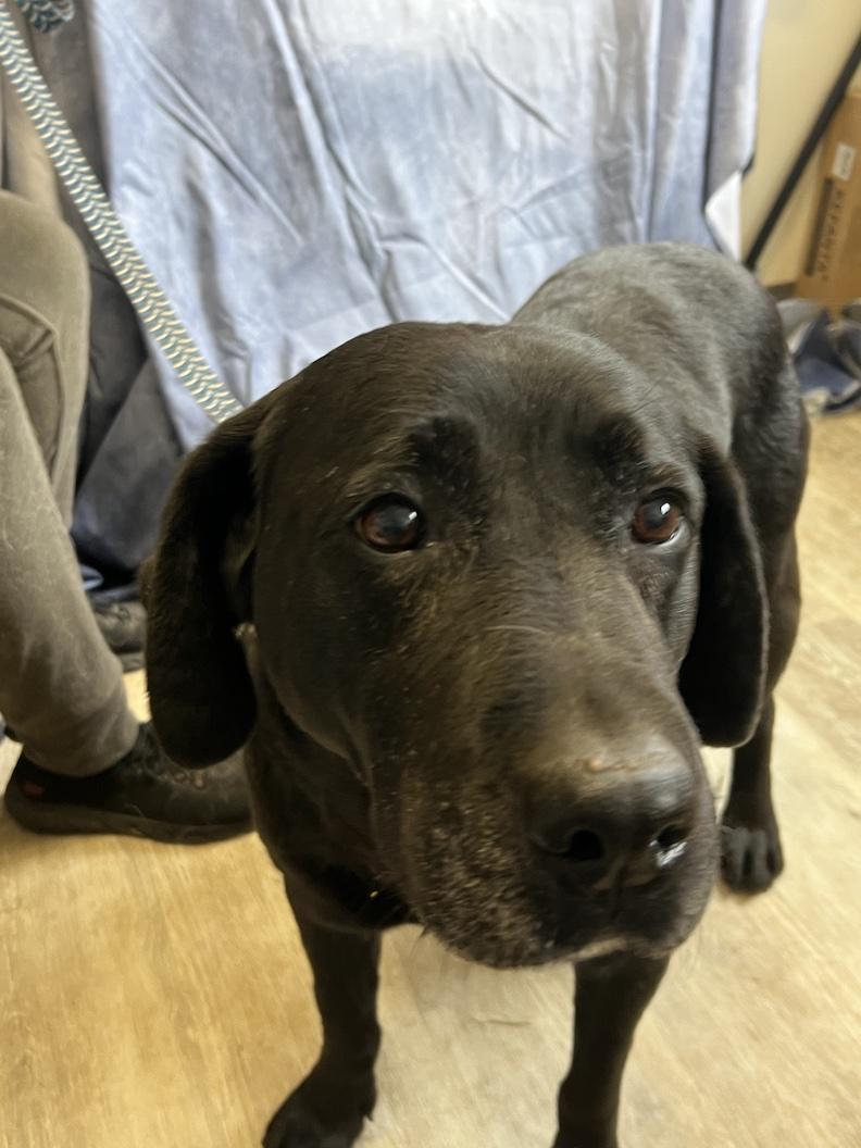 Enlarge Zoey Rose-Not Accepting Applications Yet!!!, a Adoptable Black Labrador Retriever in Medina, OH image 3/4