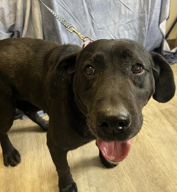 Zoey Rose-Not Accepting Applications Yet!!!, Adoptable, Adult Female Black Labrador Retriever.