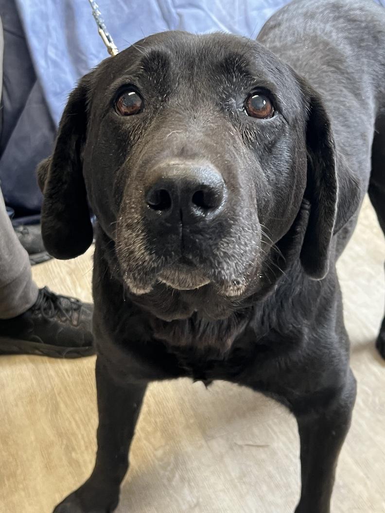 Enlarge Zoey Rose-Not Accepting Applications Yet!!!, a Adoptable Black Labrador Retriever in Medina, OH image 4/4
