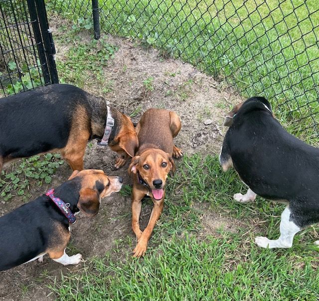 Sally, Adopted, Young Female Mixed Breed.