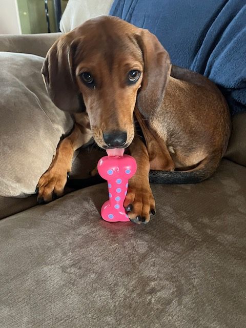 Sally, a Adopted mixed breed in Cincinnati, OH image 2/8