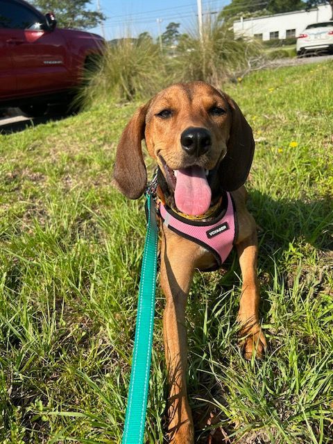 Sally, Adopted, Young Female Mixed Breed.