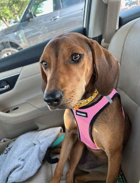 Sally, a Adopted mixed breed in Cincinnati, OH image 4/8