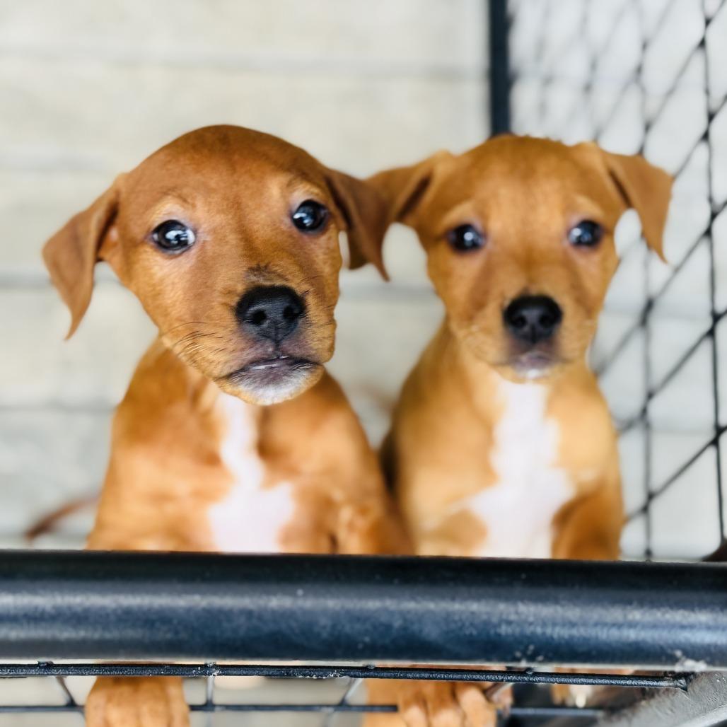 Enlarge Peach Fuzz, a Adoptable Mixed Breed in Bradenton, FL image 1/1