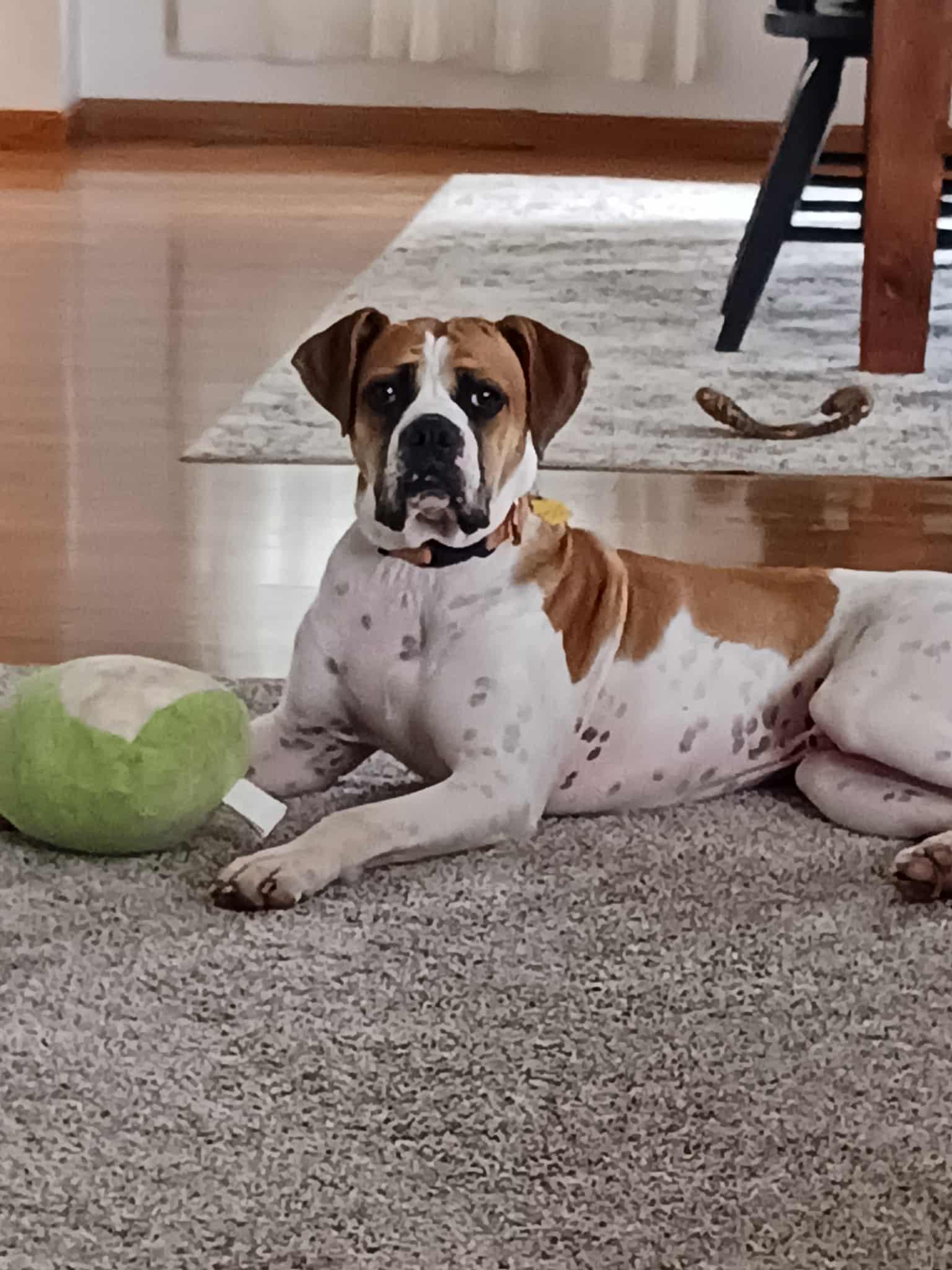 Gus - ADOPTION PENDING!!!, Adoptable, Young Male Boxer.