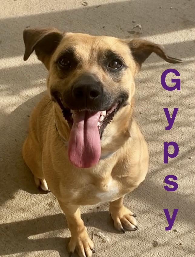 Gypsy, ADOPTABLE, Young Female Beagle & Mixed Breed.