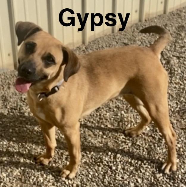 Enlarge Gypsy, a ADOPTABLE mixed breed in Pomeroy, OH image 3/4