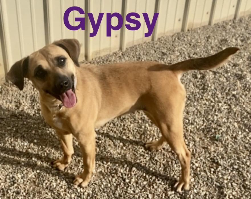 Enlarge Gypsy, a ADOPTABLE mixed breed in Pomeroy, OH image 2/4