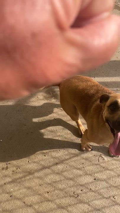 Enlarge Gypsy, a ADOPTABLE mixed breed in Pomeroy, OH video 4/4
