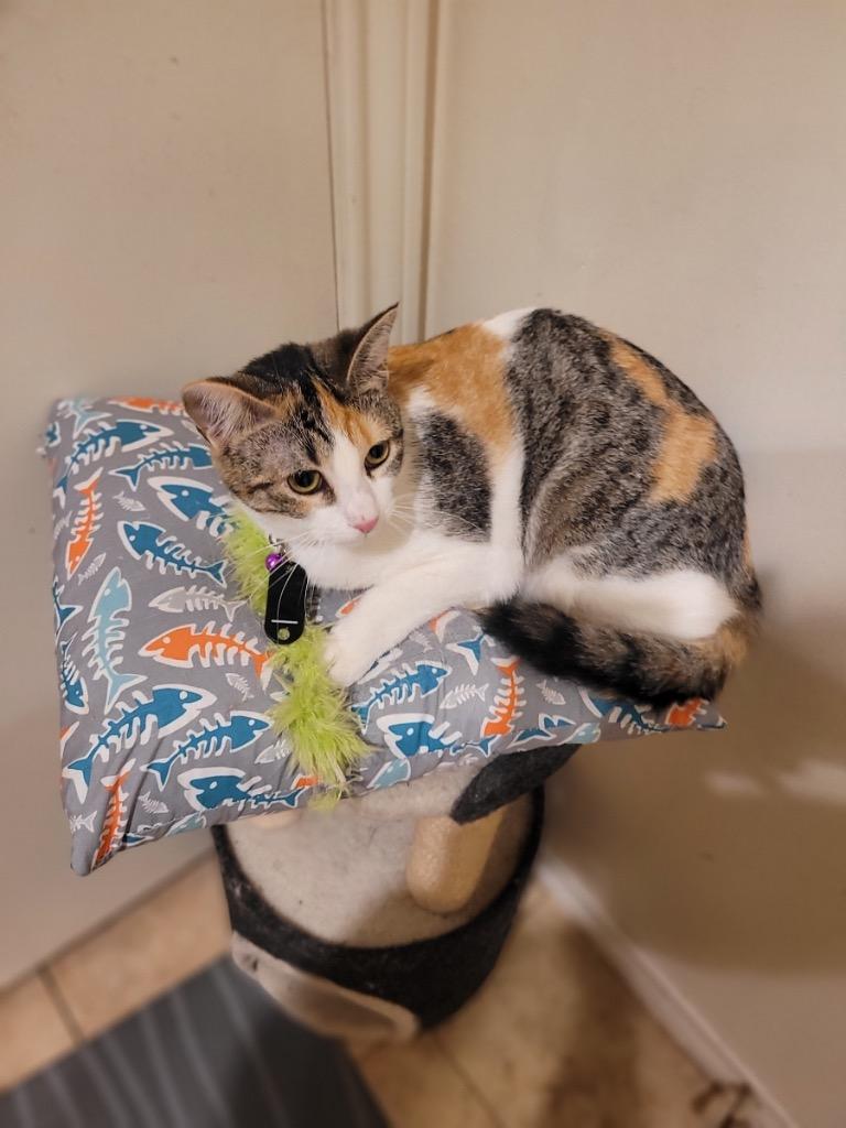Enlarge Brandy (sister of Ginger), a Adoptable Calico in Lewisville, TX image 1/6