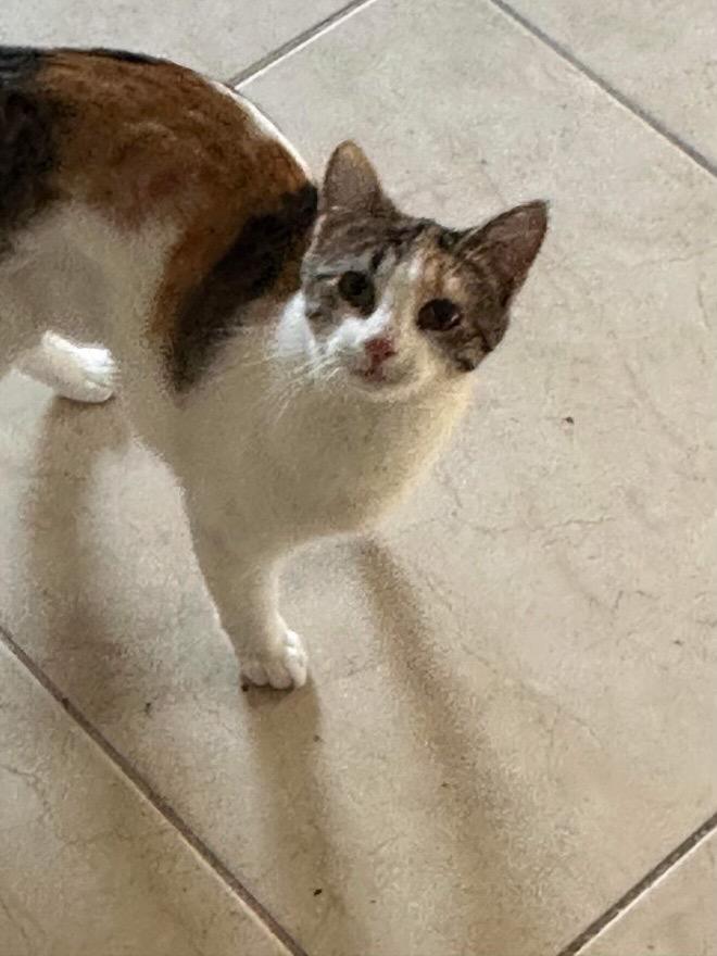 Enlarge Brandy (sister of Ginger), a Adoptable Calico in Lewisville, TX image 2/6