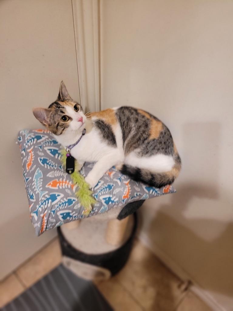 Enlarge Brandy (sister of Ginger), a Adoptable Calico in Lewisville, TX image 3/6