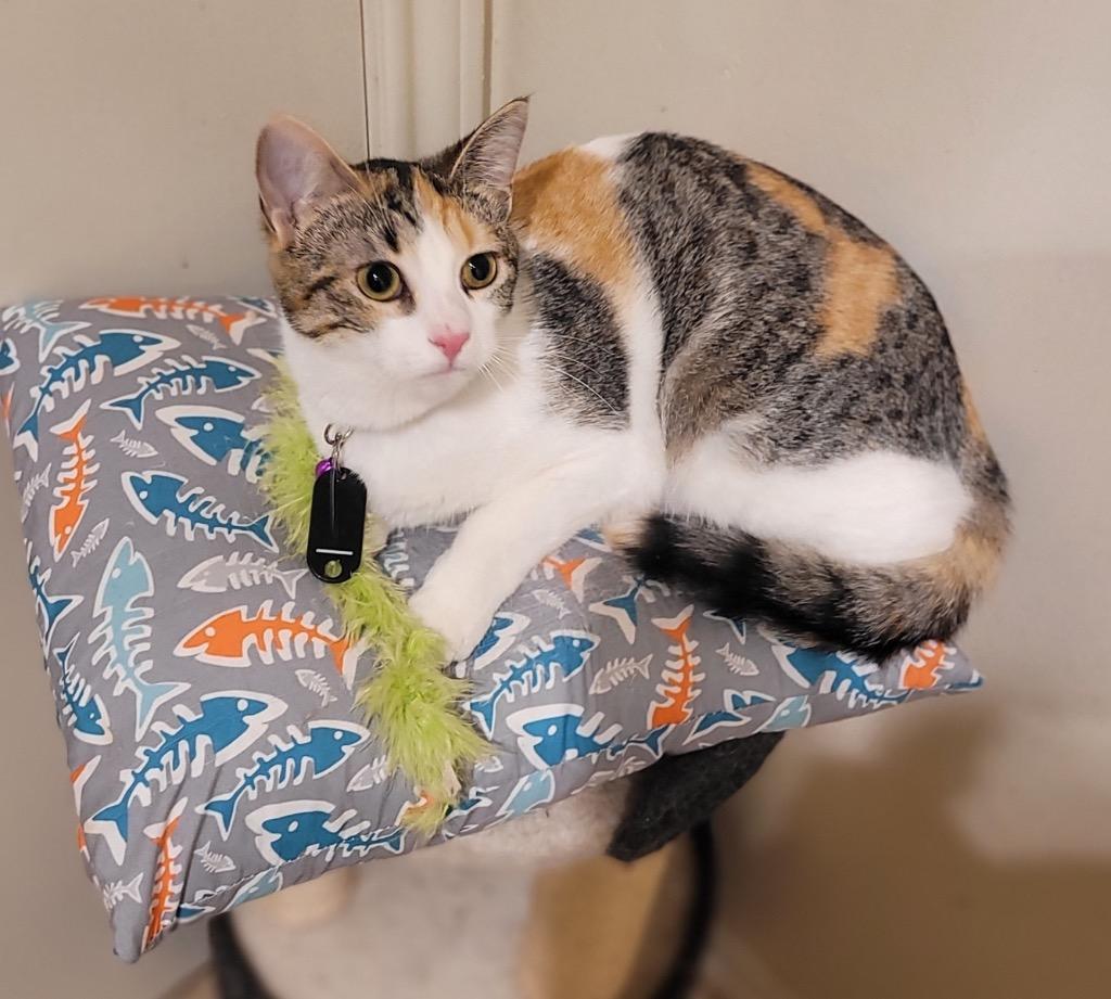 Enlarge Brandy (sister of Ginger), a Adoptable Calico in Lewisville, TX image 5/6