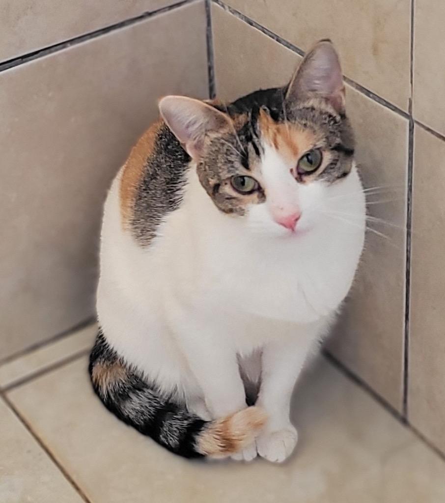 Brandy (sister of Ginger), a Adoptable Calico in Lewisville, TX image 5/6