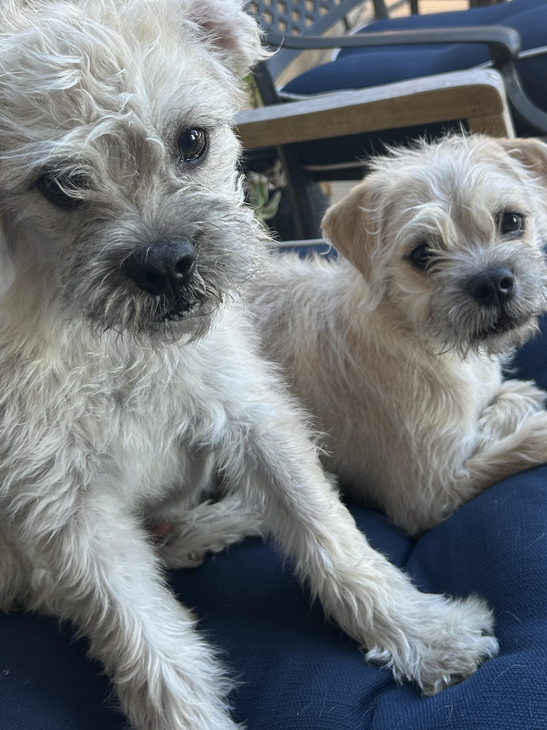 BENTLEY and GINGER , a ADOPTABLE mixed breed in El Cajon, CA image 3/6