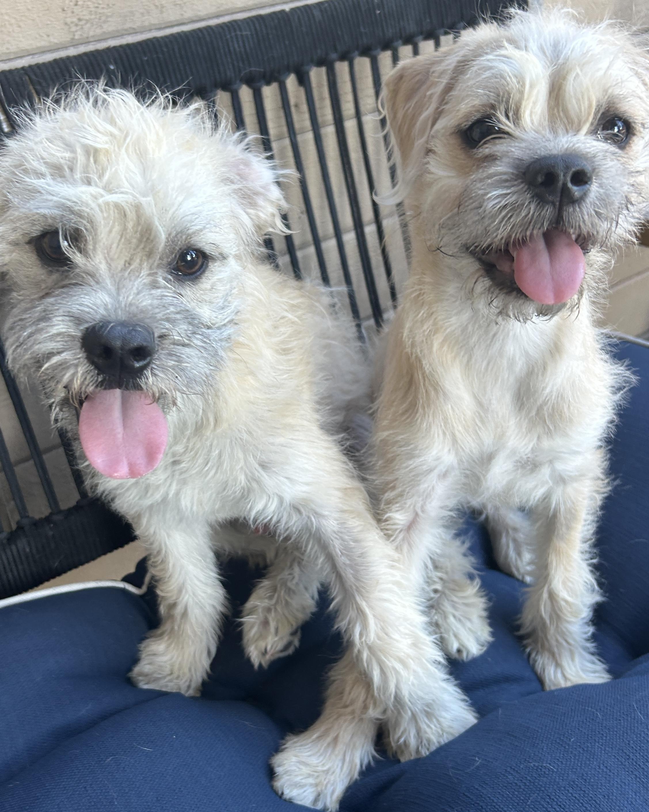 BENTLEY and GINGER , a ADOPTABLE mixed breed in El Cajon, CA image 2/6