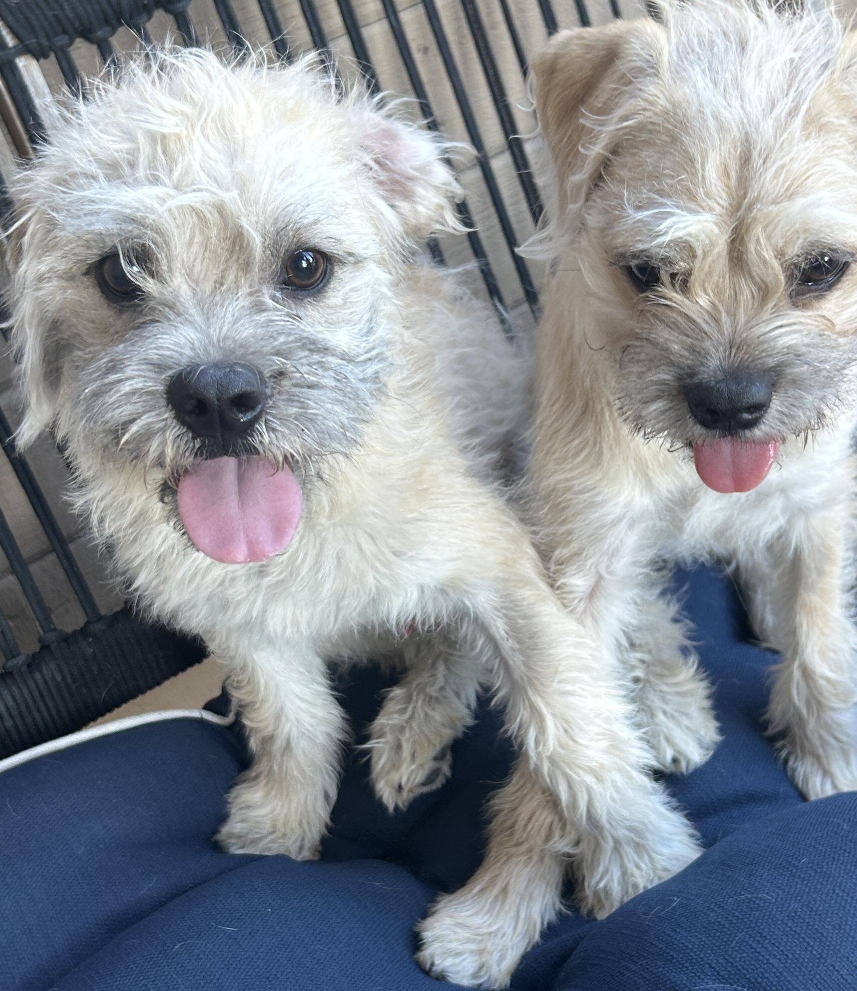 BENTLEY and GINGER , a ADOPTABLE mixed breed in El Cajon, CA image 6/6