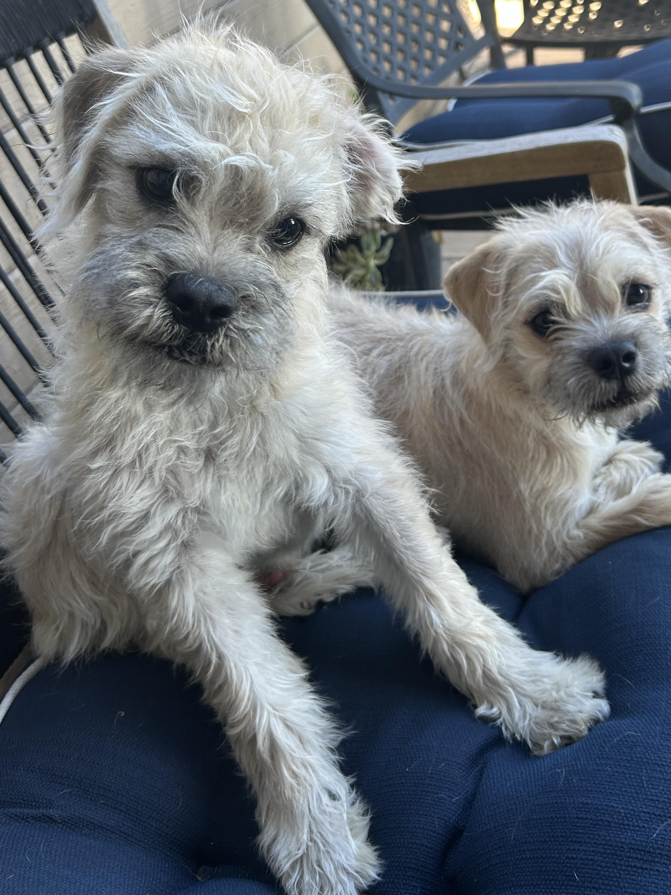 BENTLEY and GINGER , a ADOPTABLE mixed breed in El Cajon, CA image 4/6