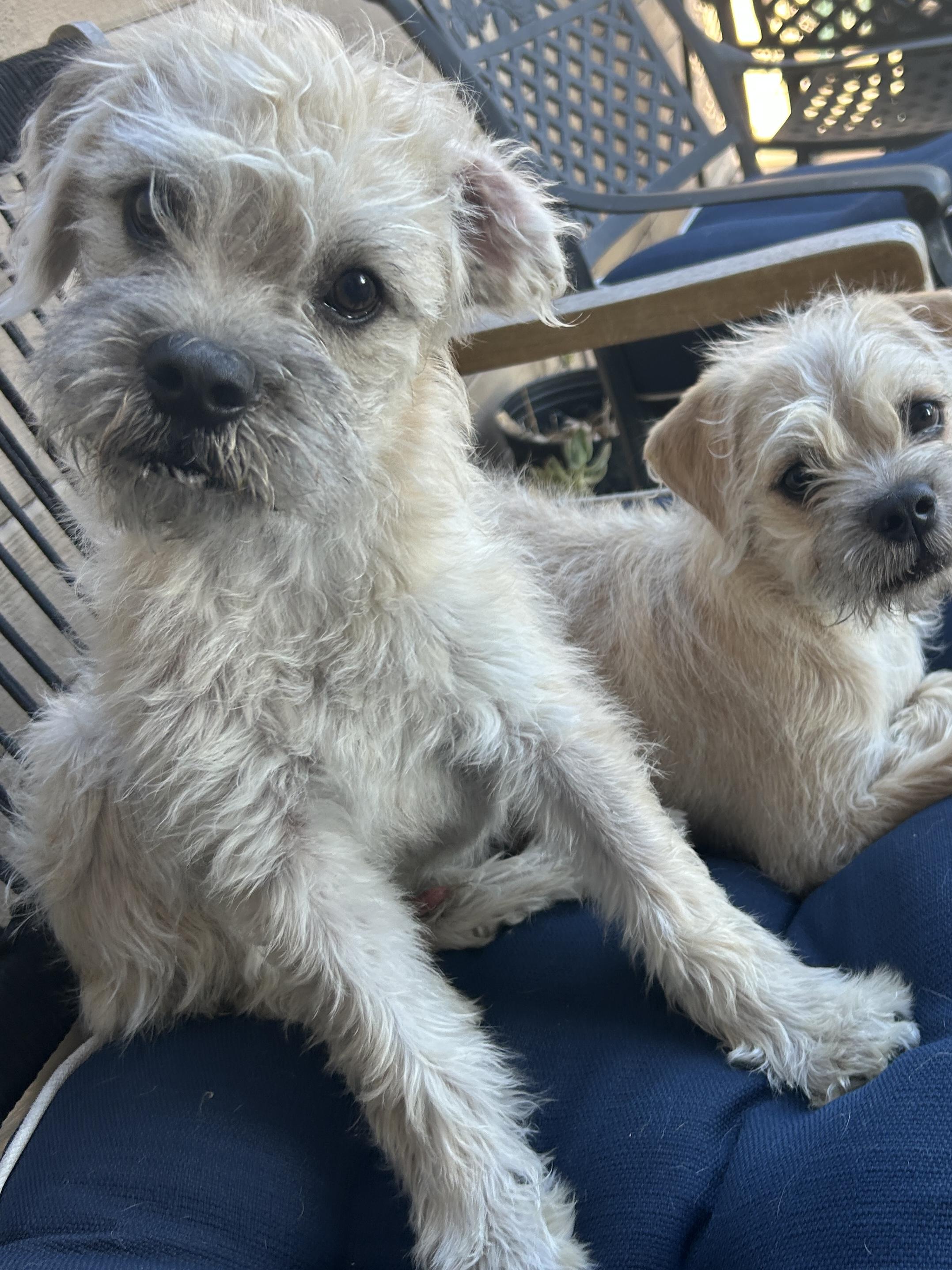 BENTLEY and GINGER , a ADOPTABLE mixed breed in El Cajon, CA image 5/6