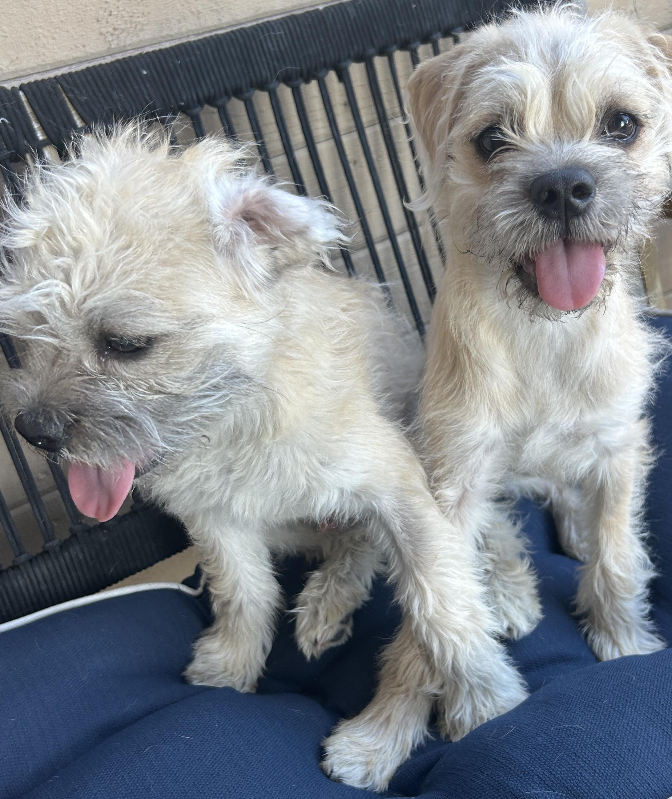BENTLEY and GINGER , a ADOPTABLE mixed breed in El Cajon, CA image 1/6
