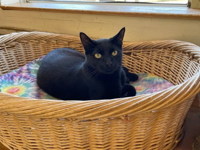 Parsnip, a Adoptable Domestic Short Hair in Mountain Center, CA image 1/10