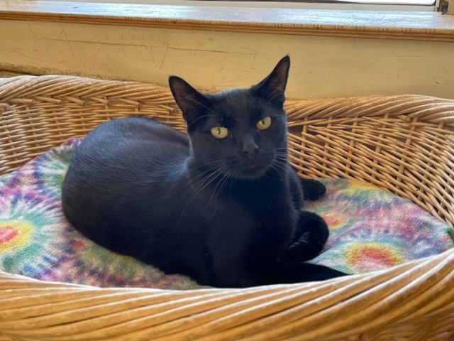 Parsnip, a Adoptable Domestic Short Hair in Mountain Center, CA image 2/10