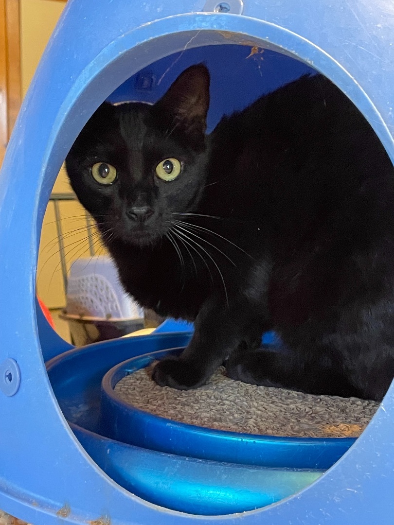 Parsnip, a Adoptable Domestic Short Hair in Mountain Center, CA image 3/10